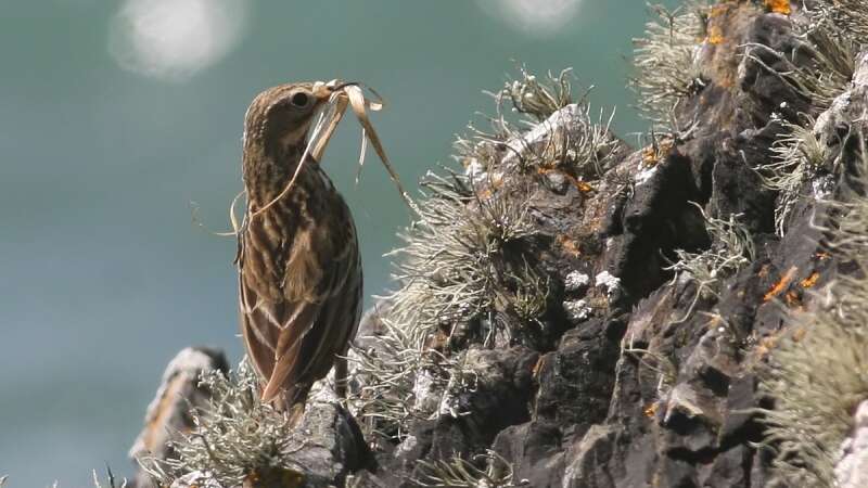 Image of Meadow Pipit