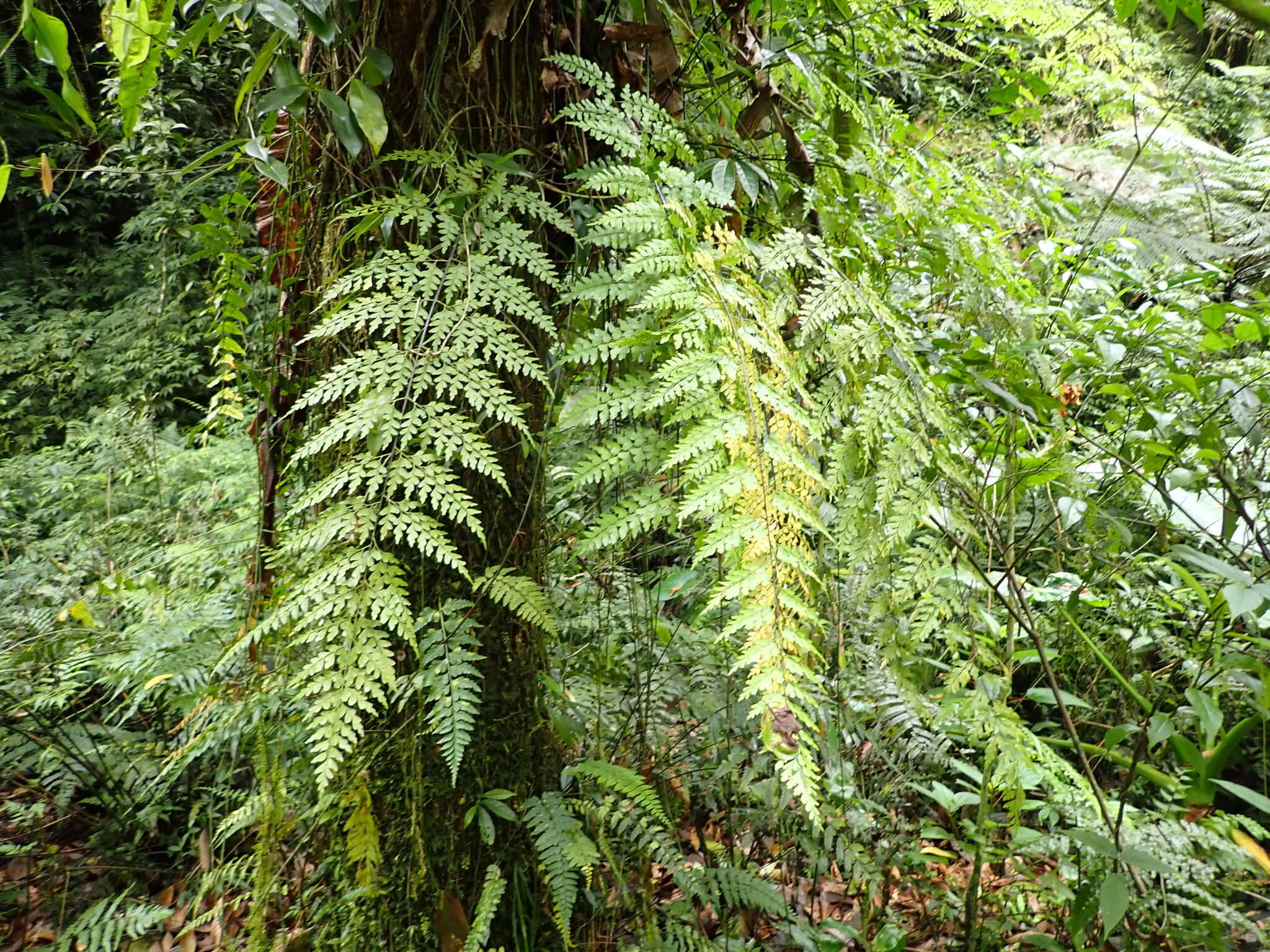 Asplenium neolaserpitifolium Tard. & Ching resmi