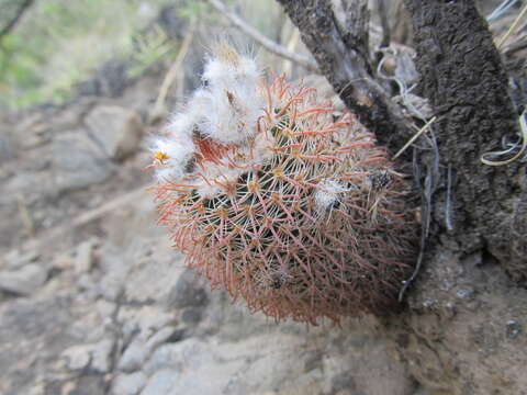 Image of Parodia microsperma subsp. horrida (F. H. Brandt) R. Kiesling & O. Ferrari