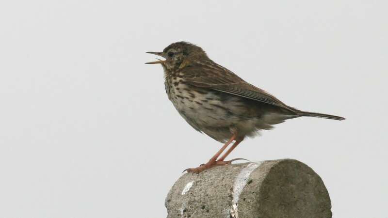 Image of Meadow Pipit