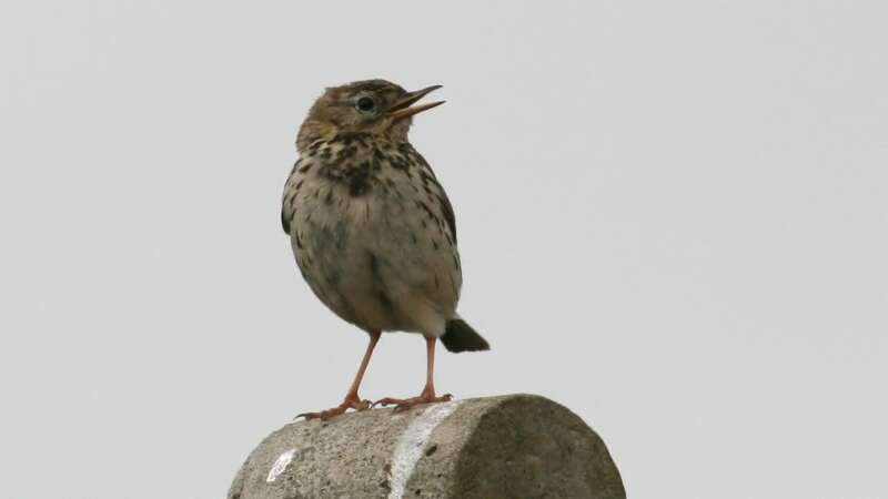 Image of Meadow Pipit