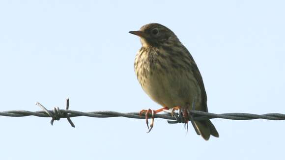 Image of Meadow Pipit