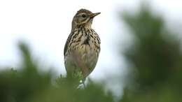 Image of Meadow Pipit