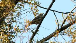 Image of Mistle Thrush