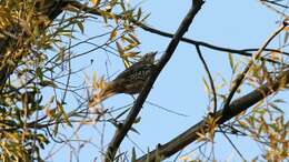 Image of Mistle Thrush