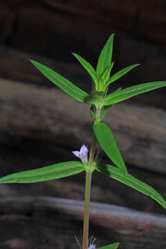 Imagem de Hexasepalum teres (Walter) J. H. Kirkbr.