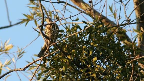 Image of Mistle Thrush