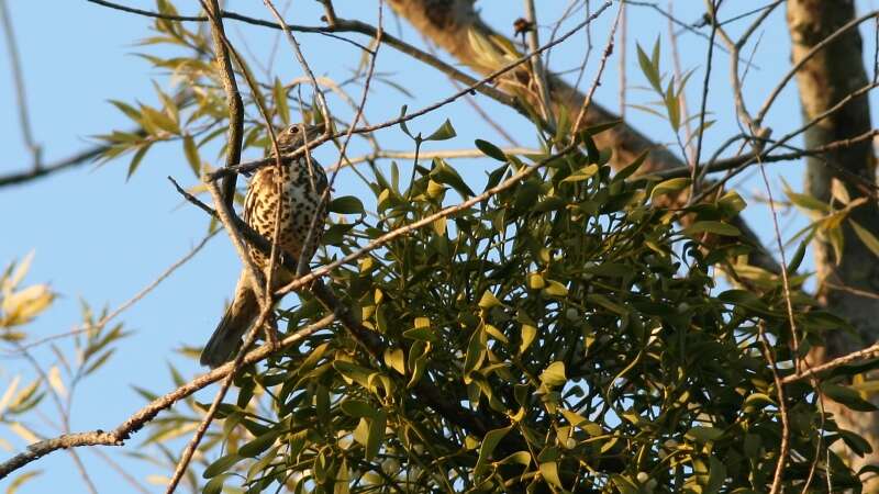 Image of Mistle Thrush