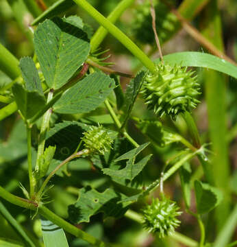 Image of Medicago murex Willd.