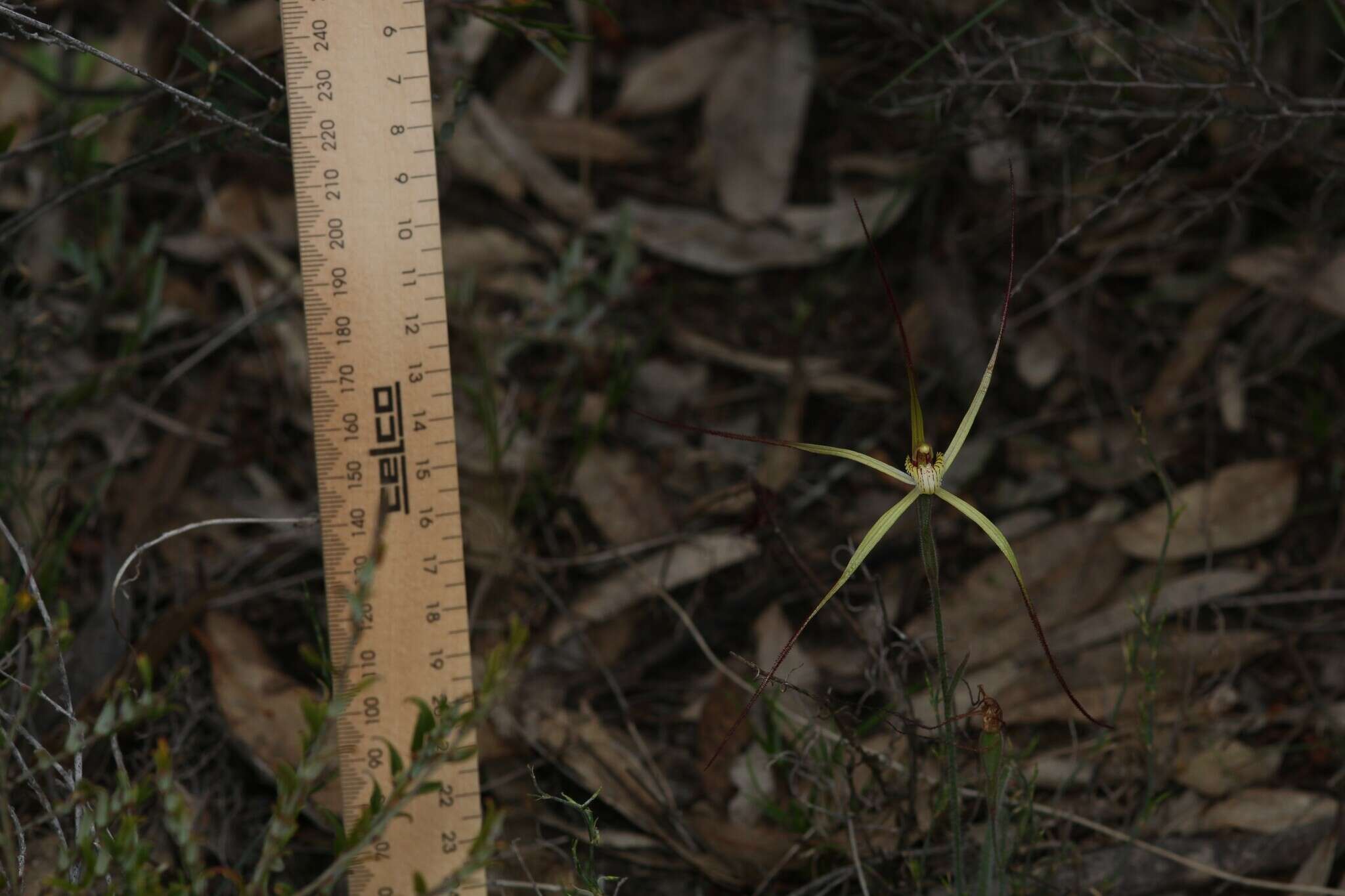 Image de Caladenia xantha Hopper & A. P. Br.