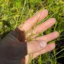 Image de Juncus anthelatus (Wiegand) R. E. Brooks