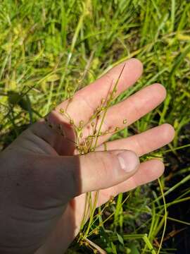 Слика од Juncus anthelatus (Wiegand) R. E. Brooks