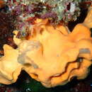 Image of Maltese sponge