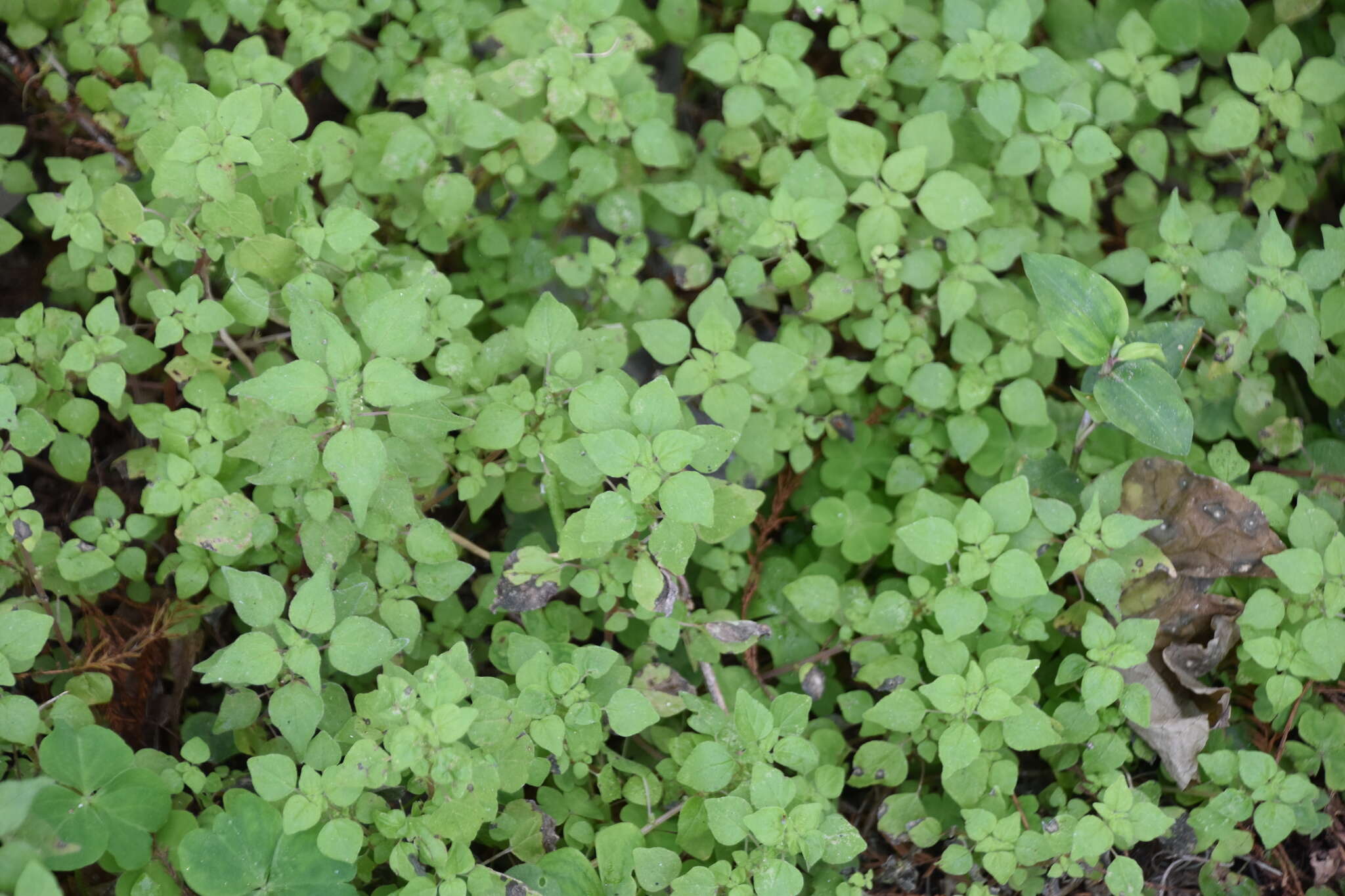 Image of Florida pellitory