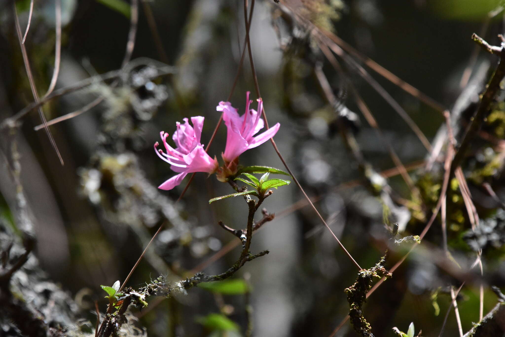 Image of Rhododendron breviperulatum Hayata