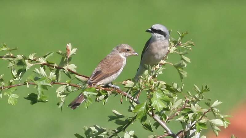 Image of Red-backed Shrike