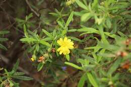 Image of Hibbertia furfuracea (DC.) Benth.