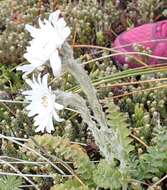 Image de Leucheria suaveolens (d'Urv.) Skottsb.