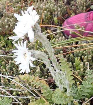 Leucheria suaveolens (d'Urv.) Skottsb. resmi