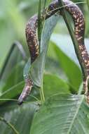 Image of African burrowing python