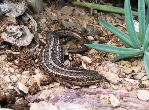 Image of Cape Skink