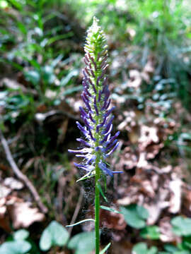 Image of Phyteuma scorzonerifolium Vill.