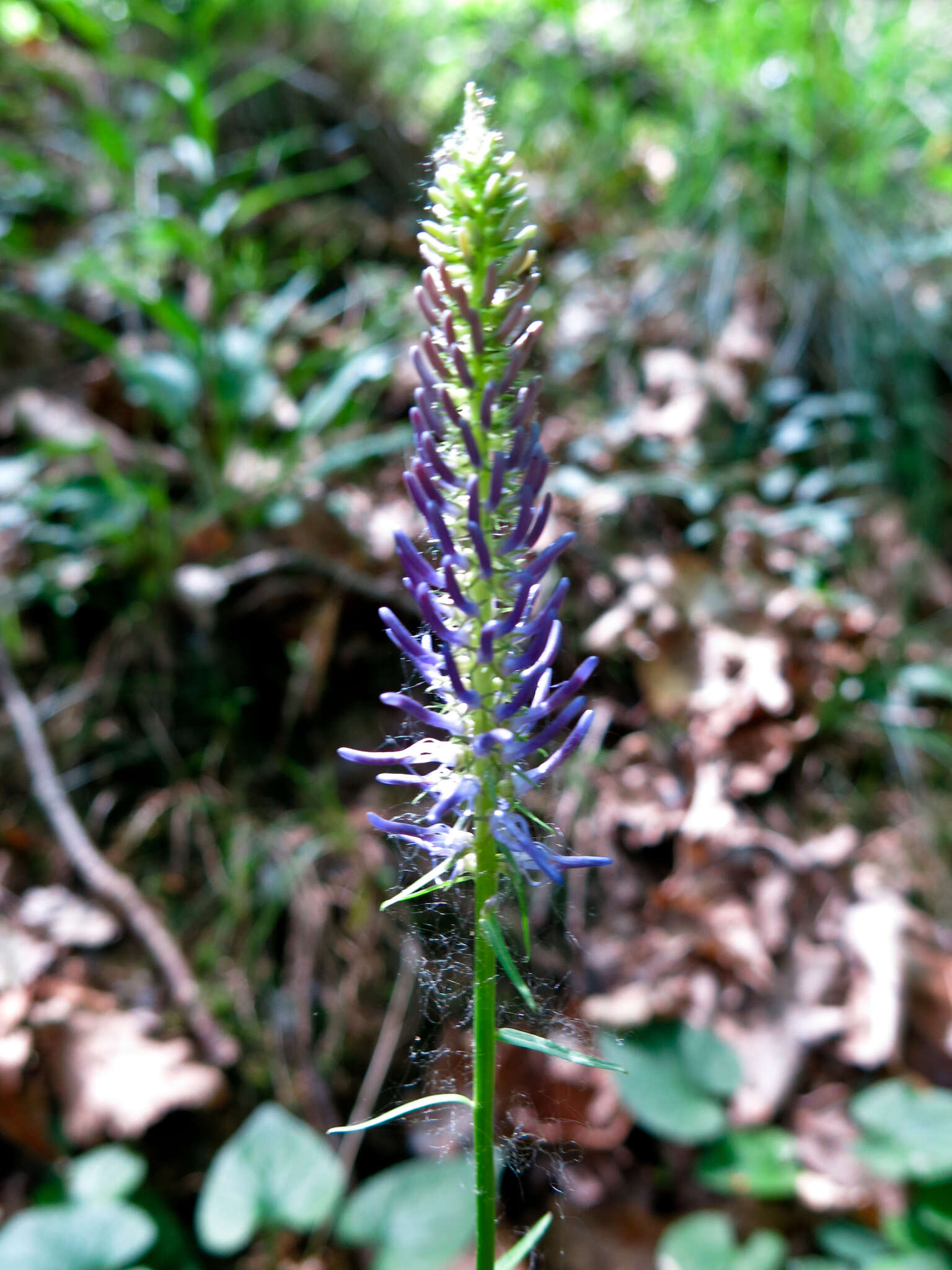 Image of Phyteuma scorzonerifolium Vill.