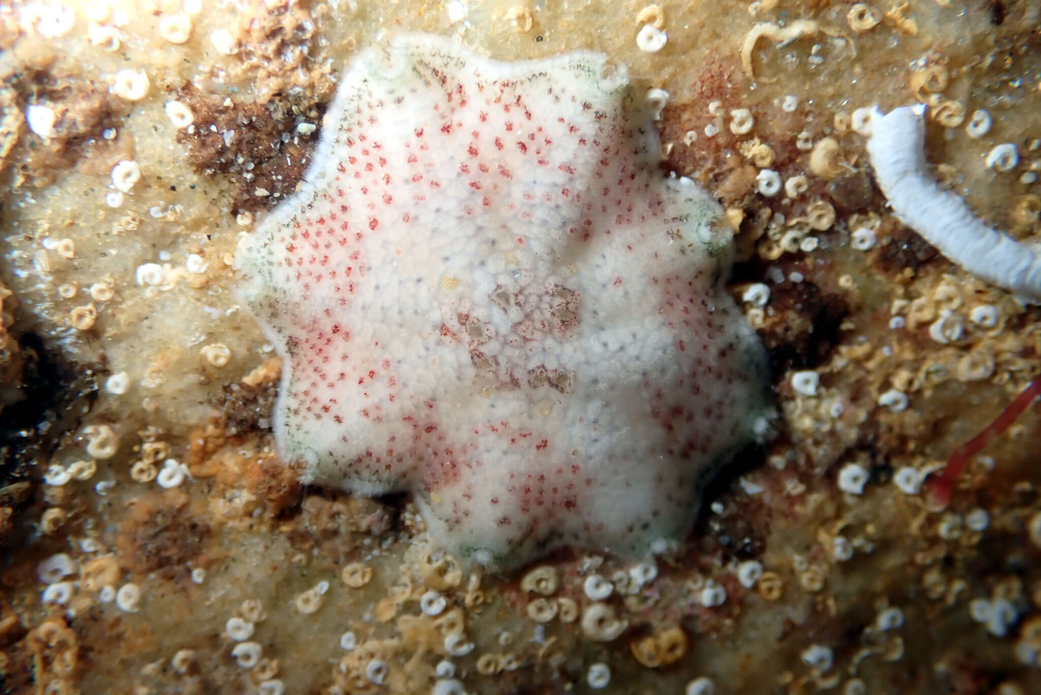 Image of Meridiastra fissura O'Loughlin 2002