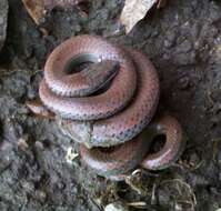 Image of Sharp-tailed Snake