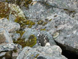 Image of Ptarmigan