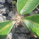 Image of Euphorbia neohumbertii Boiteau