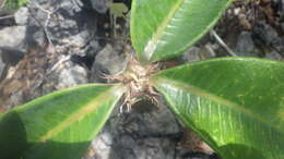 Image of Euphorbia neohumbertii Boiteau