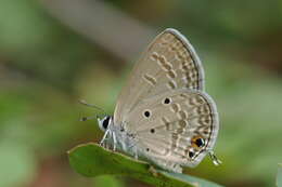 Image of Indian cupid