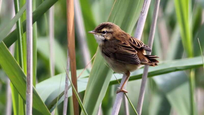 Image of Sedge Warbler