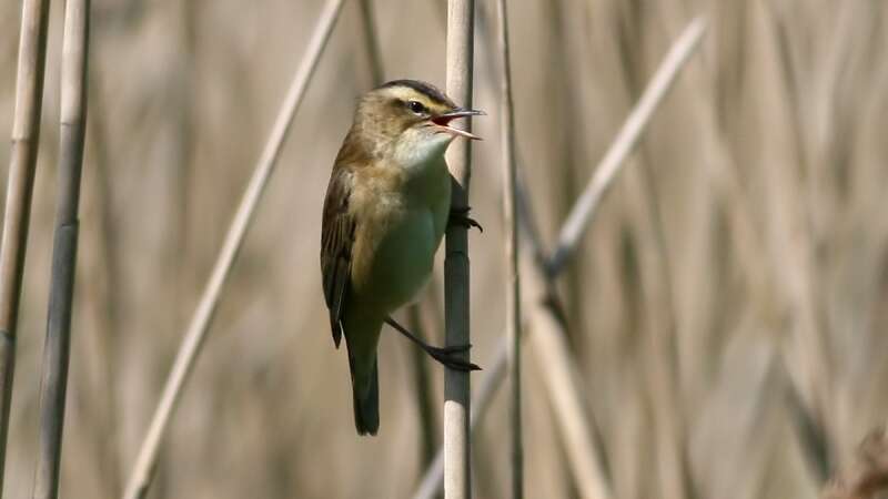 Image of Sedge Warbler