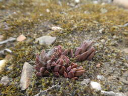 Image of Anacampseros lanceolata (Haw.) Sw.