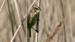 Image of Sedge Warbler