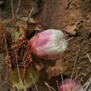 صورة Syzygium formosum (Wall.) Masamune