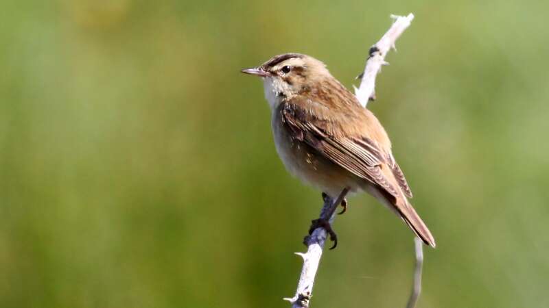 Image of Sedge Warbler