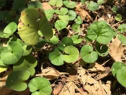 Imagem de Dichondra sericea Sw.