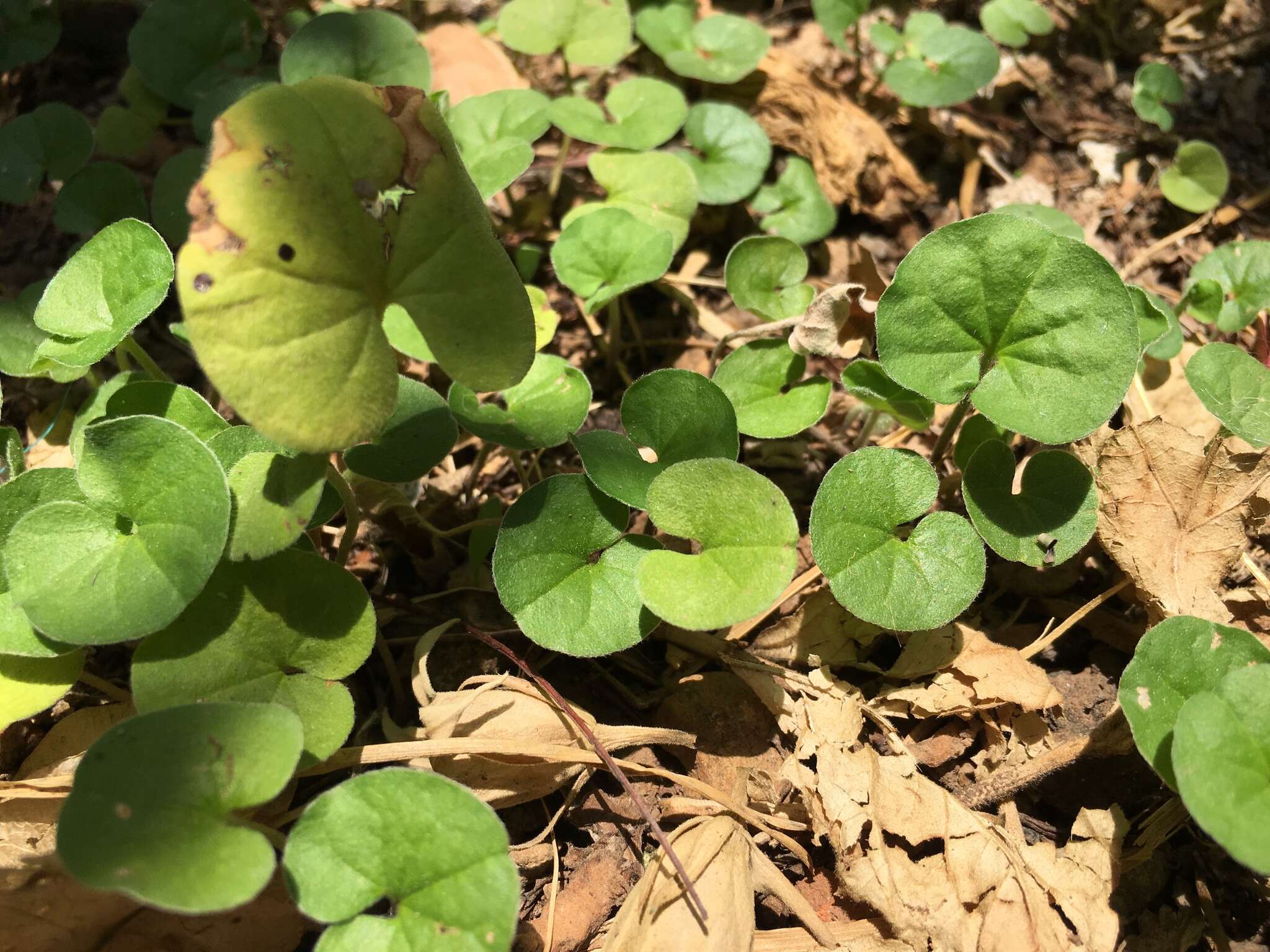 Plancia ëd Dichondra sericea Sw.