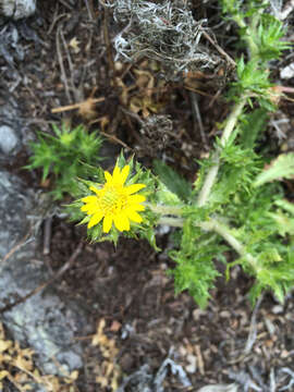 Image of common tarweed