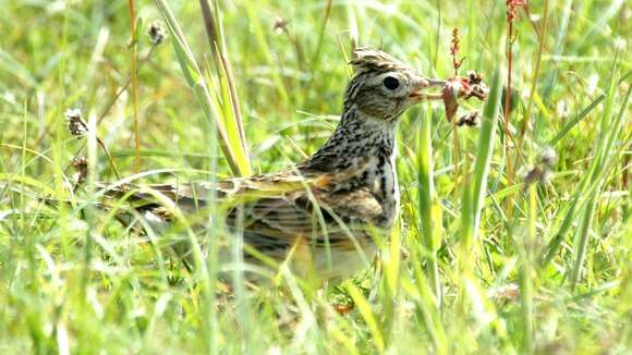 Image of Skylark