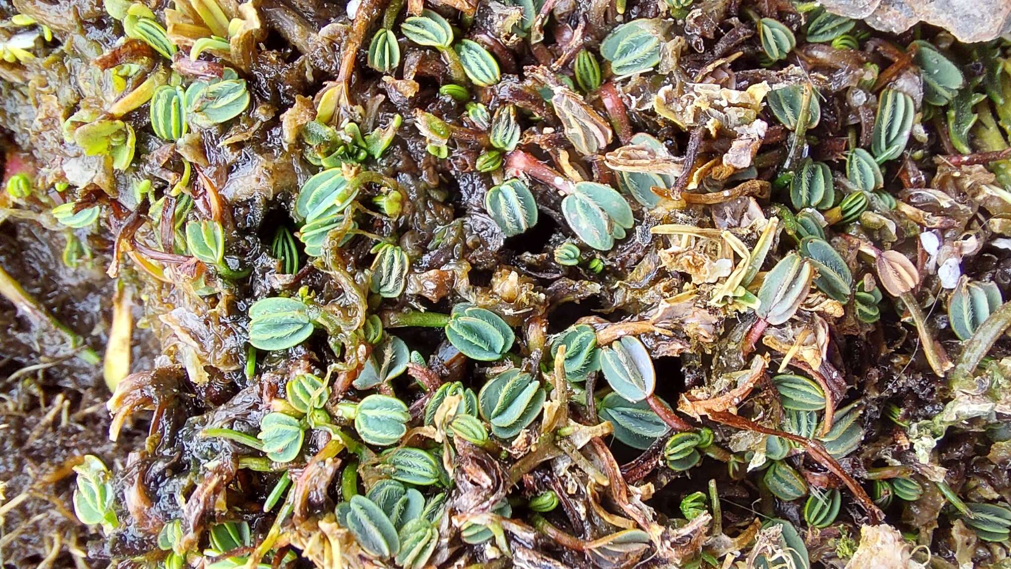 Image de Lachemilla diplophylla (Diels) Rothm.