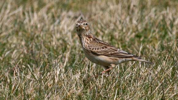 Image of Skylark