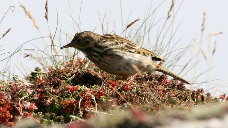 Image of Meadow Pipit