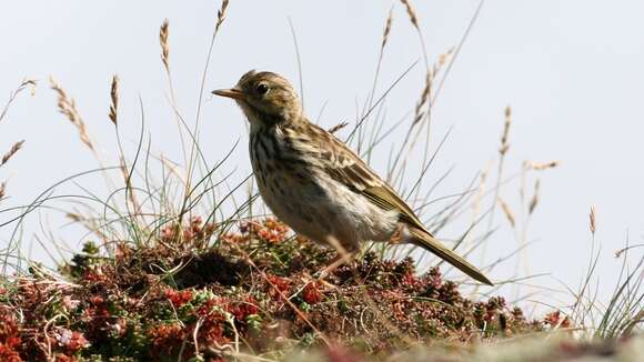 Image of Meadow Pipit