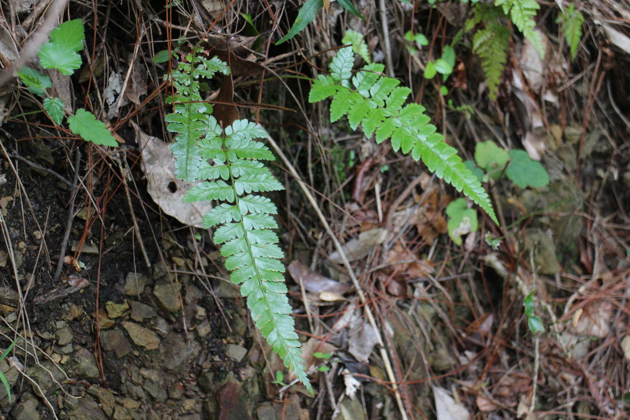 Plancia ëd Polystichum biaristatum (Bl.) Moore