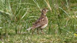 Image of Skylark