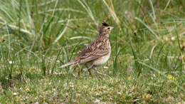 Image of Skylark